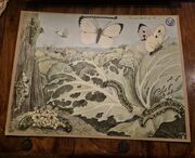 Kaaliperhoset opetustaulu, Alfred Jacobsens