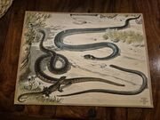 K&auml;&auml;rmeet opetustaulu, Alfred Jacobsens