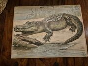 Krokotiili opetustaulu,  Alfred Jacobsens