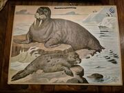 Mursu ja hylje opetustaulu, Alfred Jacobsens