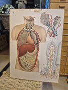 Opetustaulu Ihmisen sis&auml;elimet