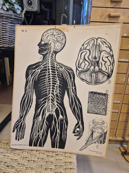 Opetustaulu hermosto