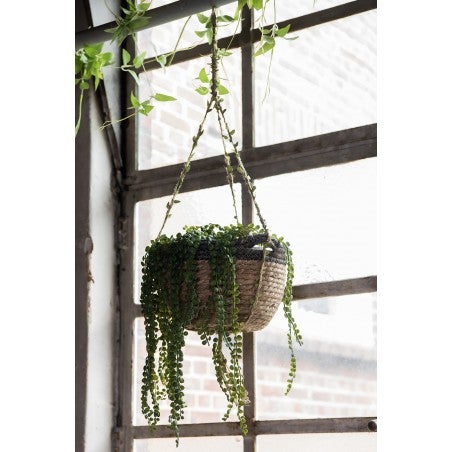 Amppelikori merihein&auml; &Oslash;24 cm ruskea riippuva