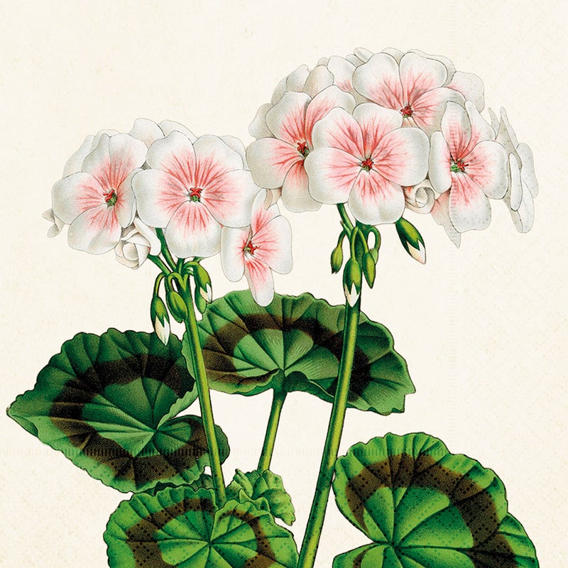 Servetit Pelargoni, Sk&ouml;na Ting